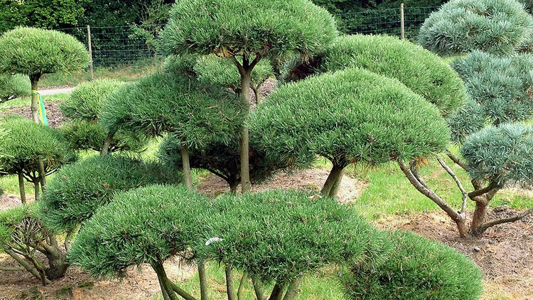 Gartenbonsai | Hauenstein AG