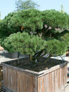 Pinus mugo pumilio Bonsai