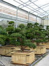 Taxus cuspidata