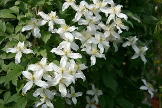 Clematis montana Wilsonii
