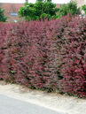 Berberis thunbergii 'Atropurpurea' 