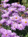 Die Rauhblatt-Aster (Aster novae-angliae 'Constance') bildet stattliche Büsche mit einem reich verzweigten Blütenstand.
