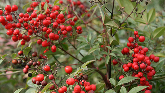 Der Himmelsbambus (Nandina domestica) ist ganzjährige eine attraktive Pflanze. Ab dem Herbst leuchten die roten Beeren, die bis im Frühjahr an der Pflanze bleiben. 