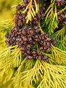 Die gelbe Nadelfarbe bei der Gold-Zypresse (Chamaecyparis lawsoniana 'Golden Wonder') ist ganzjährig ein Hingucker, besonders aber im Winter.