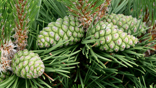 Zapfen sind ein ganz spezieller Schmuck und erst noch sehr dauerhaft. Das Bild zeigt die zwergige Schwarzföhre / -kiefer (Pinus nigra 'Nana') 