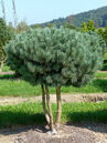 Auch Nadelgehölze lassen sich als Formgehölz erziehen. Hier eine mehrstämmige Schirmform von der blauen Waldföhre (Pinus sylvestris 'Watereri').