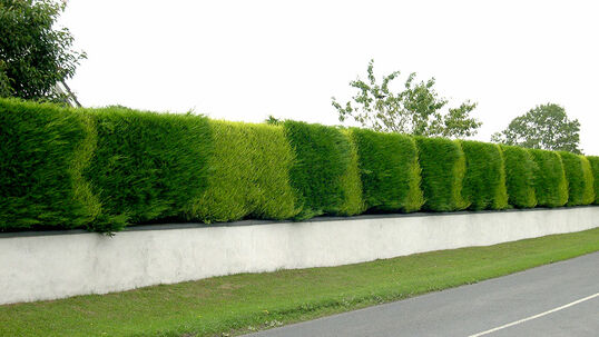 Cupressocyparis leylandii 