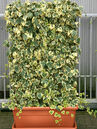 Hedera colchica 'Dentata Variegata'