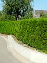 Thuja occidentalis 'Smaragd'