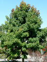 Liquidambar styraciflua