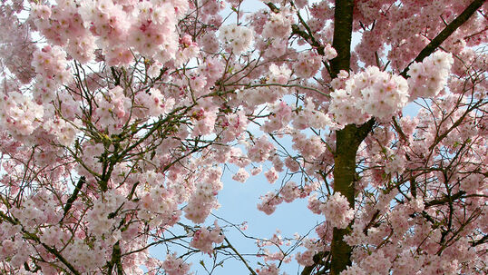 Prunus 'Accolade'