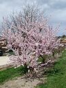 Prunus dulcis 'Amanda'