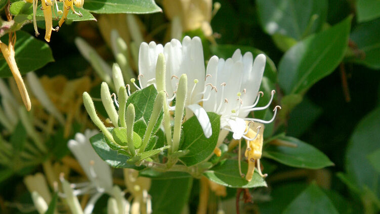 seine Blüten duften herrlich nach Vanille. Der bezaubernde Schokoladenwein seine Blüten duften herrlich nach Vanille. Der bezaubernde Schokoladenwein