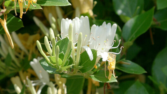 Duftende Geissblätter gibt es eine ganz Anzahl. Bei der Sorte 'Halliana' (Lonicera japonica 'Halliana') ist der Duft sehr ausgeprägt. 