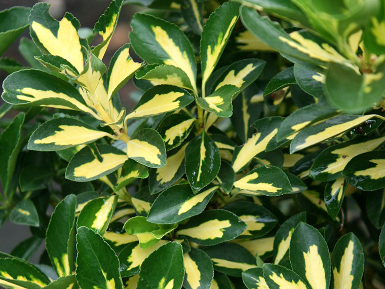 Panaschierte Gartenpflanzen | Hauenstein AG