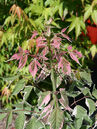 Acer negundo 'Flamingo'