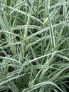 Arundo donax 'Versicolor'