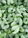 Brunnera macrophylla 'Jack Frost' 