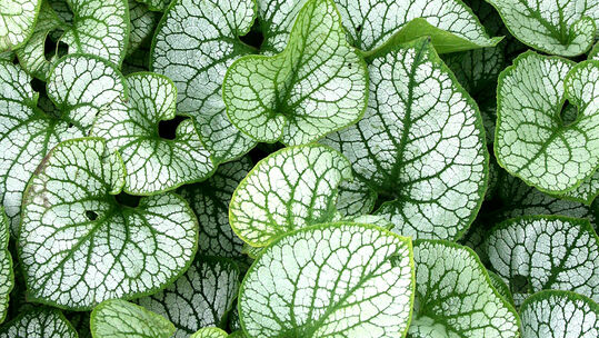 Brunnera macrophylla 'Jack Frost' 