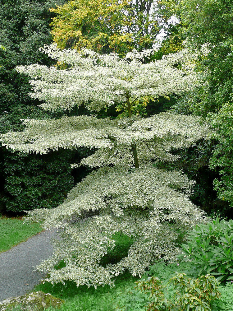 Panaschierte Gartenpflanzen | Hauenstein AG