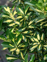 Euonymus japonicus 'Aureus'