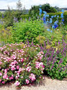 Stauden, in unterschiedlichen Farben, unterstreichen die Weite und Grosszügigkeit der Bepflanzung.