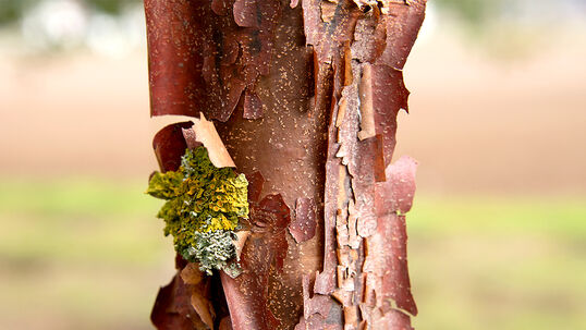 Beim Zimtahorn rollt sich die rot- bis zimtbraun gefärbte Rinde in dünnen Schichten ab. Im Schein der Wintersonne macht er so seinem Namen alle Ehre.