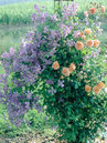 Rose 'Westerland' und Clematis viticella 'Prince Charles'