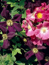 Rose 'American Pillar' und Clematis 'Warszawska Nike' 