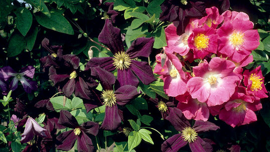 Rose 'American Pillar' und Clematis 'Warszawska Nike' 