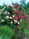 Rose 'Compassion' und Clematis 'Ville de Lyon'