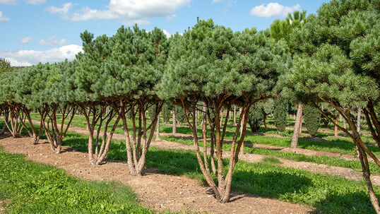 Die stahlblauen Nadeln der Waldföhren-Sorte 'Watereri' (Pinus sylvestris 'Watereri') präsentieren ganzjährig vortrefflich. 