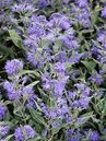 Caryopteris clandonensis 'Kew Blue' 
