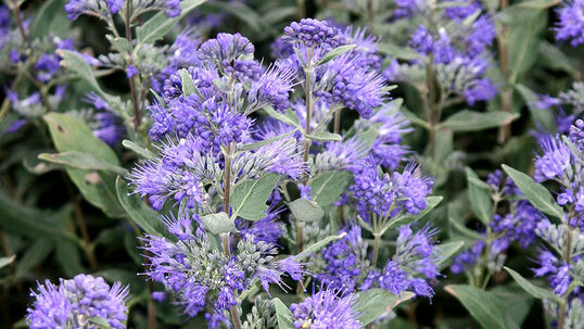 Caryopteris clandonensis 'Kew Blue' 