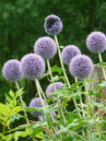 Echinops ritro