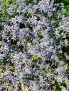 Eryngium planum