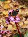 Schmetterling 'Admiral' auf Bergenia