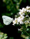 Einheimischer Schmetterling auf Origanum