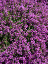 Thymus praecox 'Purple Beauty'