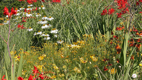 Indian Sunset (sonniger, trockener bis frischer Standort) 