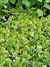 Pachysandra-terminalis-Green-Carpet