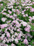 Spiraea-japonica-Little-Princess