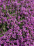 Thymus-praecox-Purple-Beauty