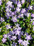 Vinca-minor