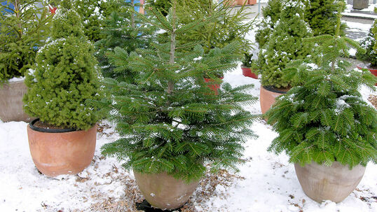 Weihnachtsbäume im Topf