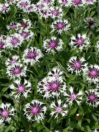 Diese Selektion der Berg-Flockenblume blüht im Mai und eignet sich gut für eine Pflanzung im Kübel.