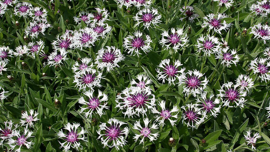 Diese Selektion der Berg-Flockenblume blüht im Mai und eignet sich gut für eine Pflanzung im Kübel.