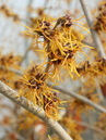 Hamamelis intermedia 'Aphrodite'