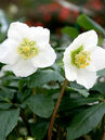Helleborus niger 