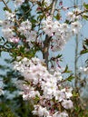 Prunus subhirtella 'Autumnalis Rosea' 
